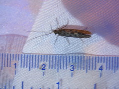 Annulipalpia