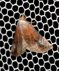 Mataeomera mesotaenia