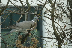 Columba palumbus
