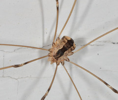 Leuronychus pacificus