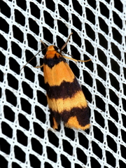 Stenoscaptia venusta