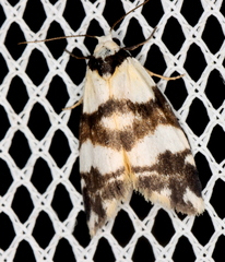 Thallarcha albicollis