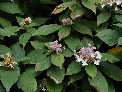 Hydrangea involucrata, photograph 4