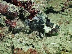 Centrogenys vaigiensis