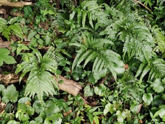 Arachniodes aristata