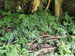 Arachniodes aristata