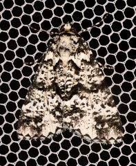 Lophosigna catasticta