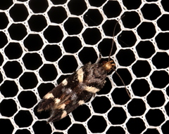 Macrobathra leucopeda