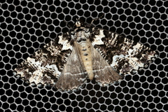 Lophosigna catasticta