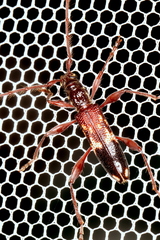 Coptocercus aberrans