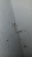 Micropholcus fauroti