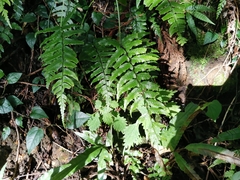 Diplazium wichurae