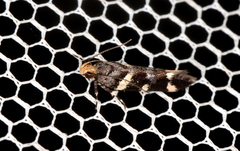 Macrobathra leucopeda