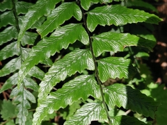 Diplazium wichurae