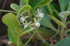 Cynanchum natalitium