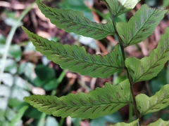Diplazium wichurae