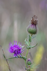Cirsium ukranicum