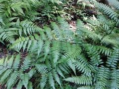 Diplazium squamigerum