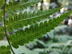 Diplazium squamigerum