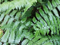 Diplazium squamigerum