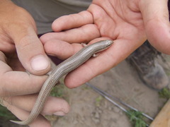 Plestiodon obsoletus