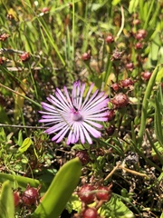 Lampranthus filicaulis