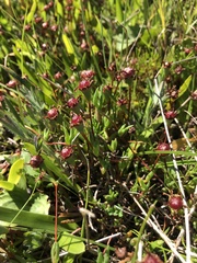 Lampranthus filicaulis