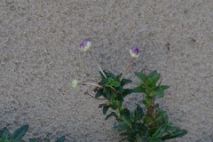 Zaluzianskya maritima