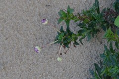 Zaluzianskya maritima