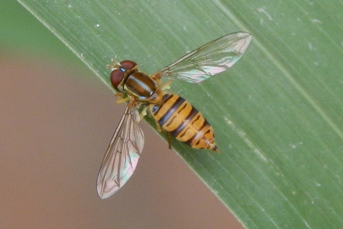 Maize Calligrapher photo 4