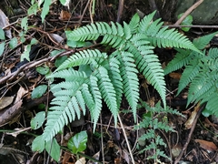 Dryopteris pacifica