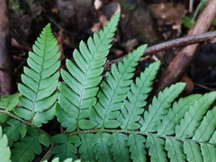 Dryopteris pacifica