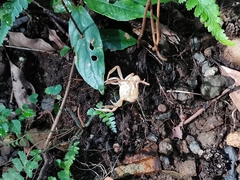 Geothelphusa dehaani