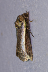 Lophoptera squammigera