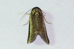 Lophoptera squammigera