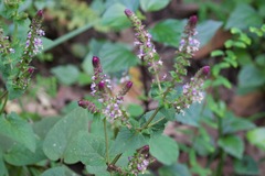 Teucrium quadrifarium