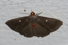 Calesia dasyptera