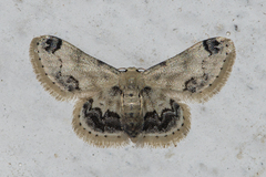 Idaea micra