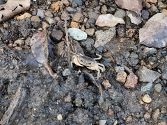 Geothelphusa dehaani