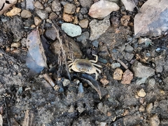 Geothelphusa dehaani
