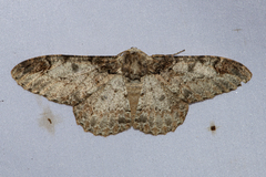 Amraica recursaria