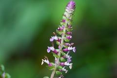Teucrium quadrifarium