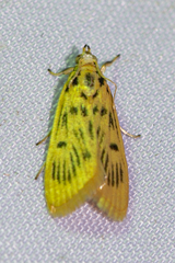 Furcivena strigiferalis
