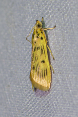 Furcivena strigiferalis