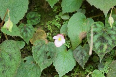 Begonia picta