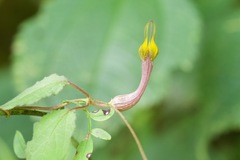 Ceropegia pubescens