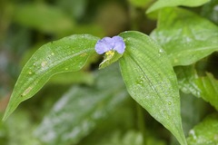 Commelina paludosa