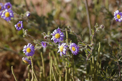 Brachyscome ciliaris ciliaris