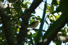 Setophaga castanea