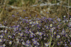 Brachyscome ciliaris ciliaris